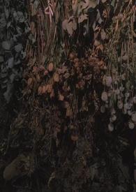 常见的雀鸟