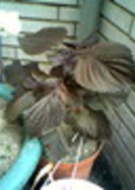 在约定期爱上你